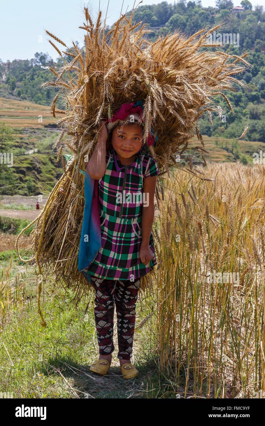 Il Nepal, zona di Bagmati, Chunikel, ragazza portante un covone di grano Foto Stock