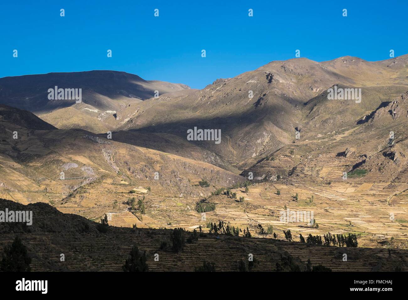 Il Perù, Provincia di Arequipa, Colca Valley vicino a Chivay village (alt : 3640m) Foto Stock