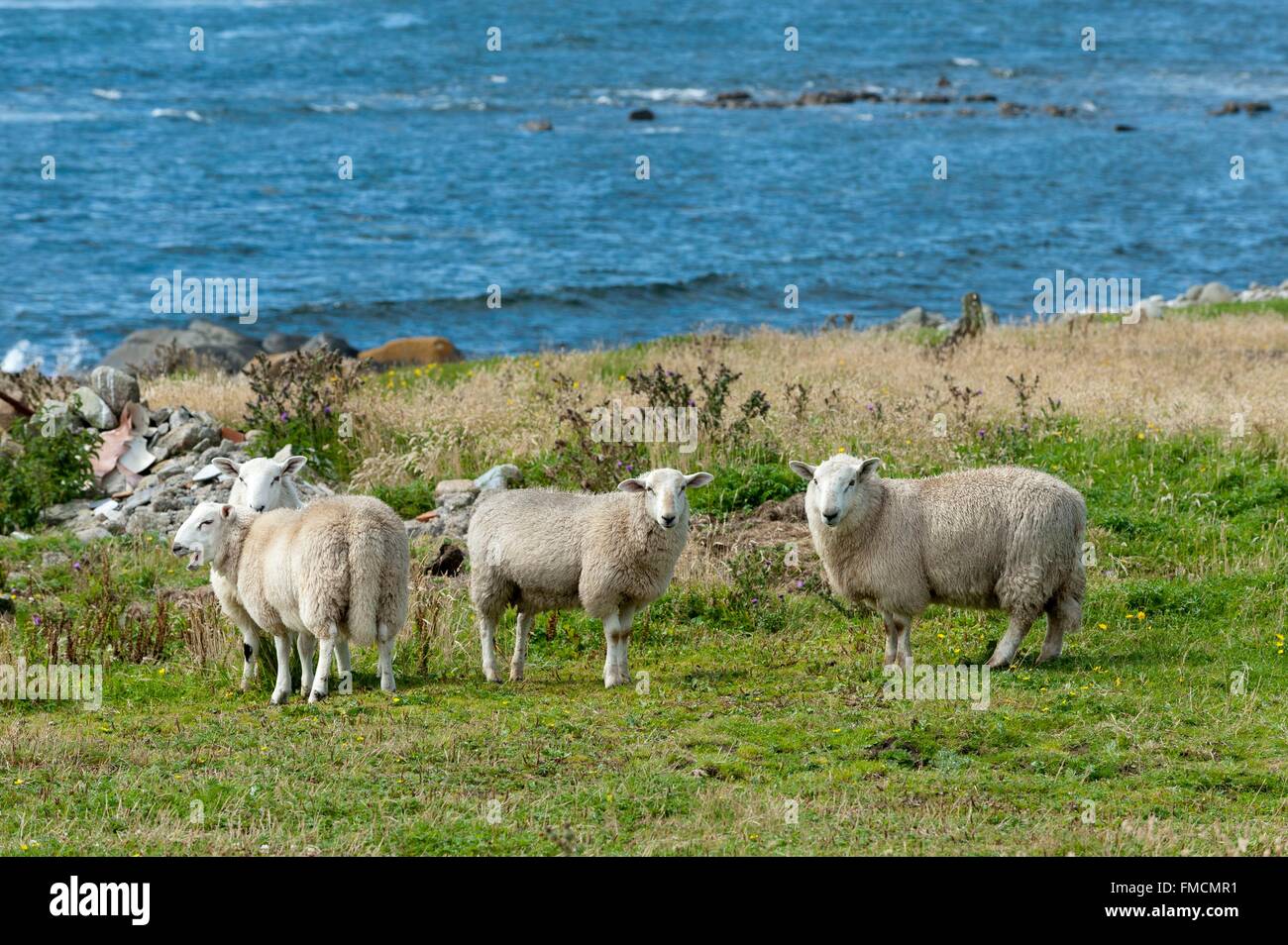 Irlanda, County Donegal, Tory Island, quattro pecore Foto Stock