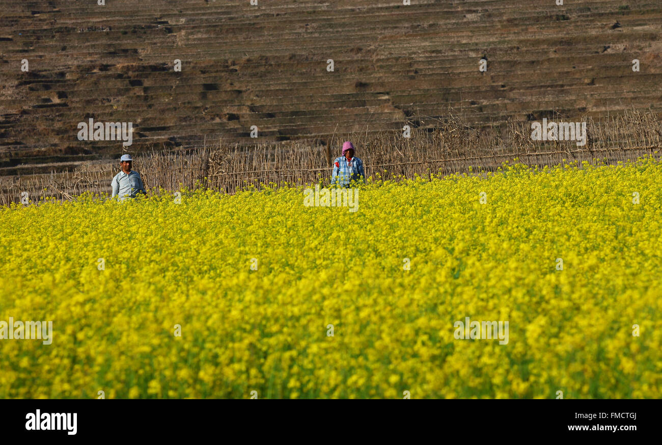 Lalitpur, Nepal. Undicesimo Mar, 2016. Gli abitanti dei villaggi locali opera in un campo di senape al villaggio Khokana in Lalitpur, Nepal. © Sunil Sharma/ZUMA filo/Alamy Live News Foto Stock