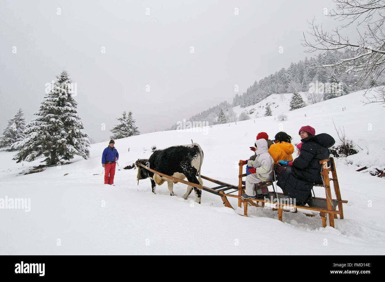 Francia, Vosges, La Bresse, Saichy farm, Sleigh Ride tirato da un bue Vosgean gara Foto Stock
