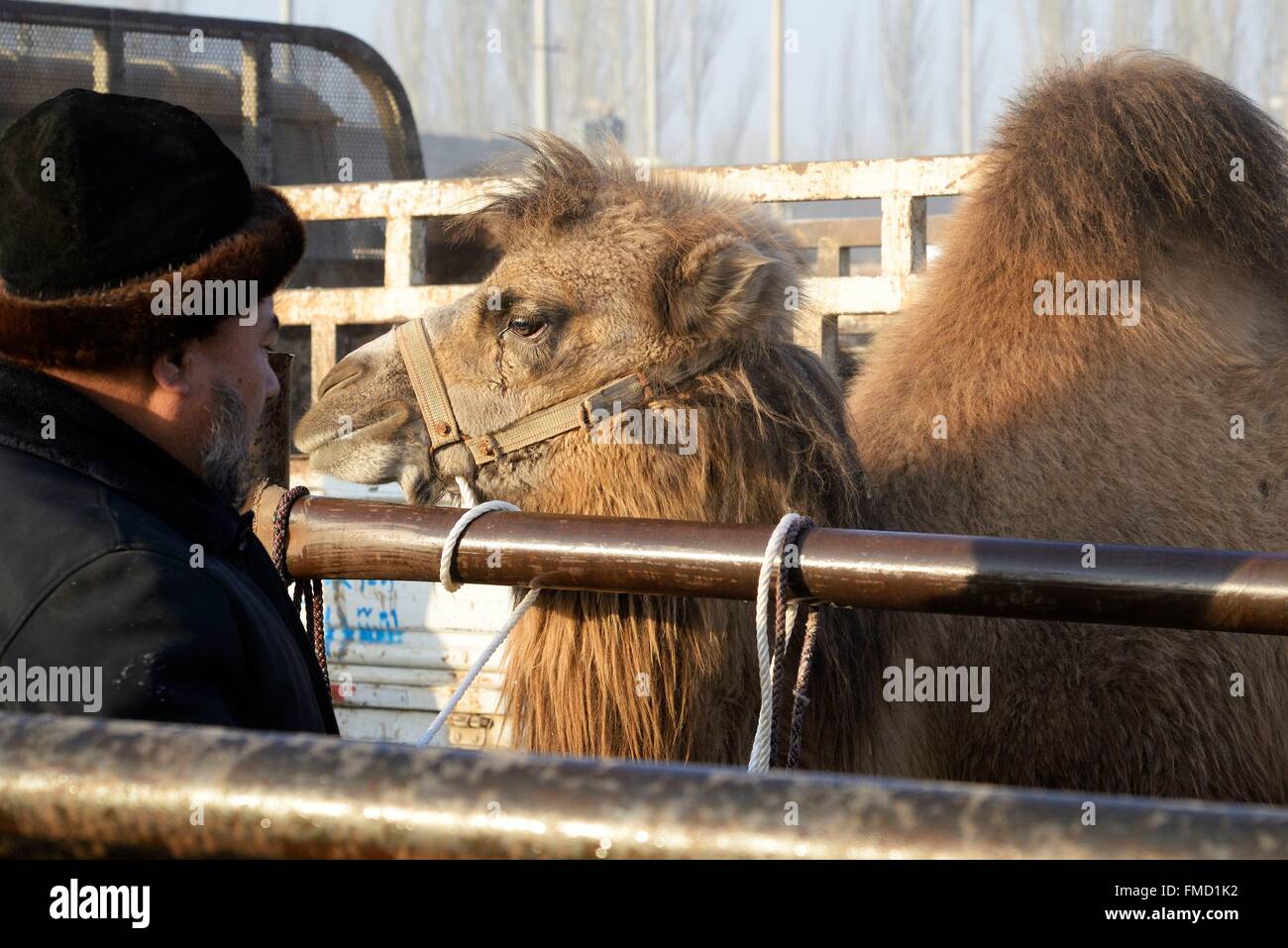 Cina, Xinjiang Uyghur Regione autonoma, Kashgar (Kashi), domenica Mercato del Bestiame, Bactrian camel Foto Stock