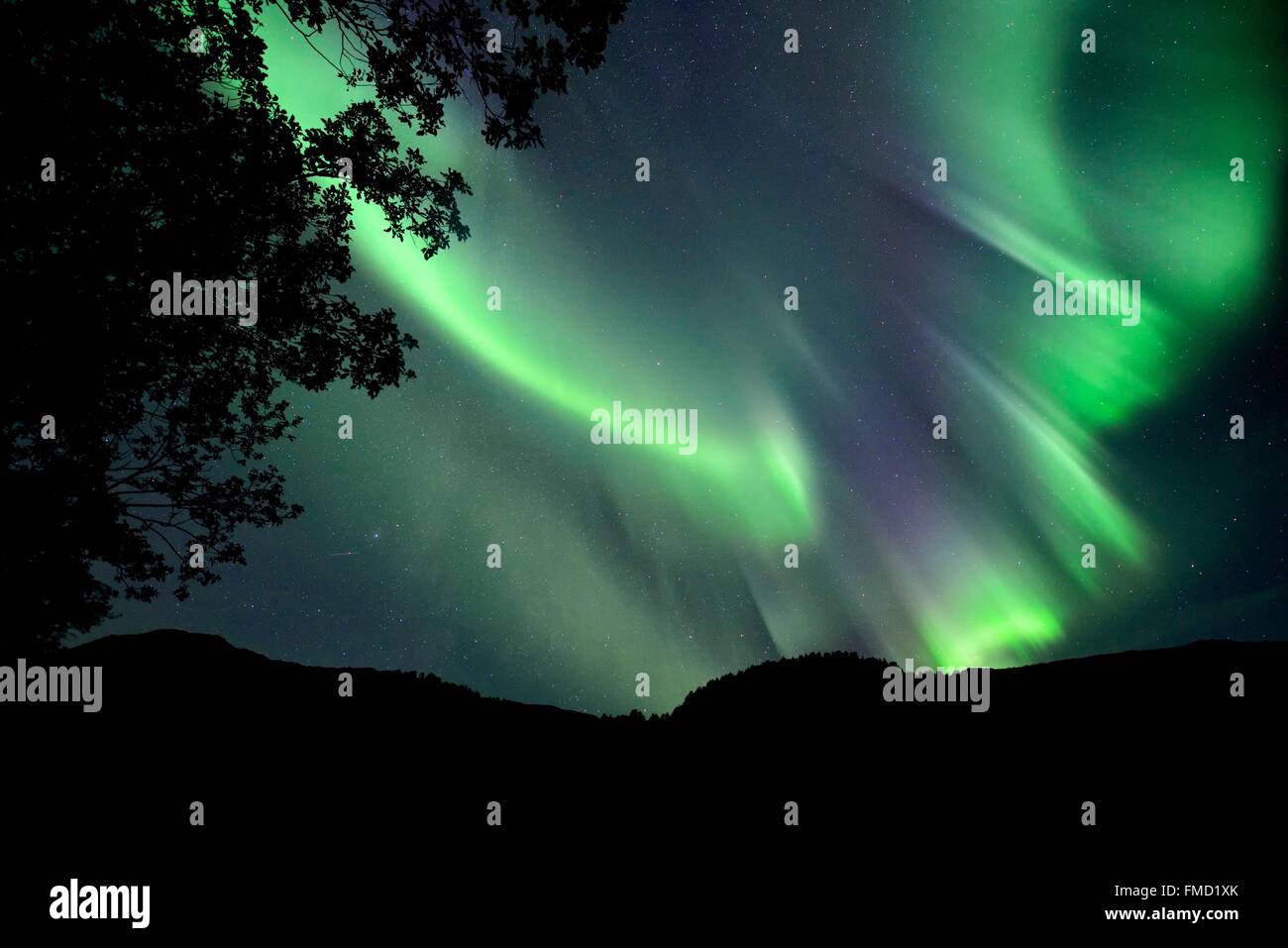 Norvegia, Nordland, isole Lofoten, isola Vestvagoy Northern lights (aurora boreale) Foto Stock