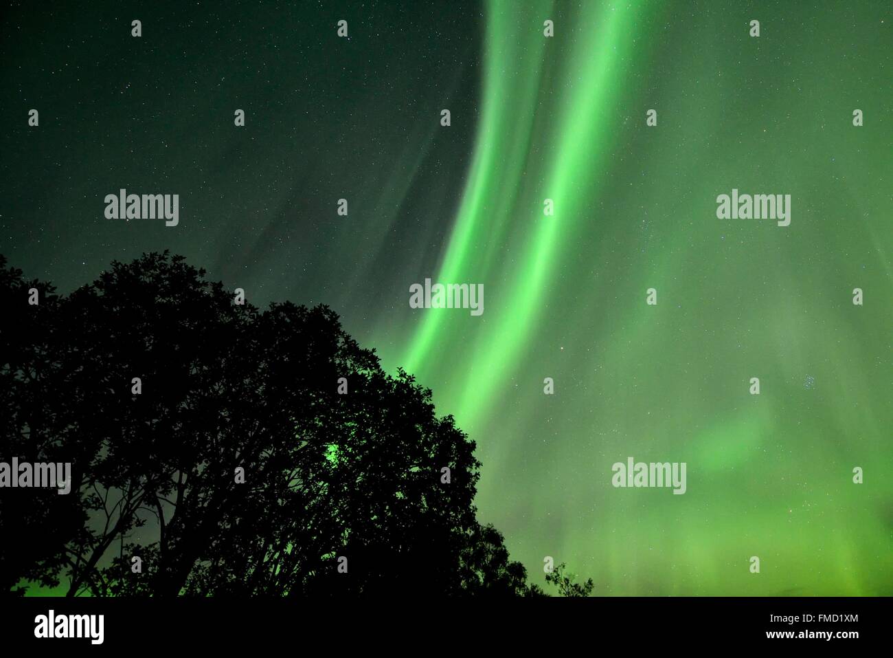 Norvegia, Nordland, isole Lofoten, isola Vestvagoy Northern lights (aurora boreale) Foto Stock