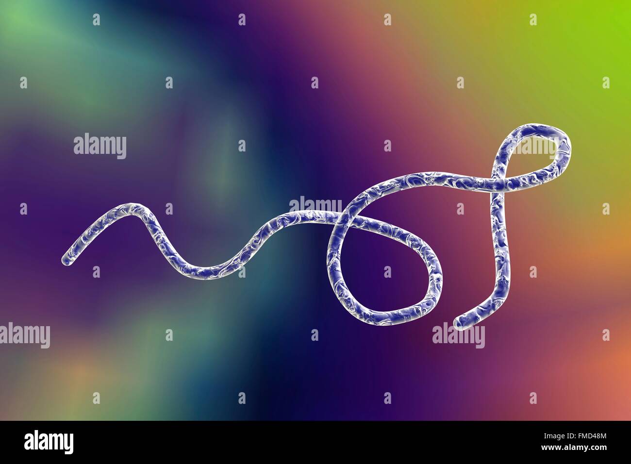 Illustrazione del calcolatore di Borrelia batteri. Borrelia provoca febbre recidivante (la causa più comune è Borrelia recurrentis) e malattie di Lyme (Borrelia burgdorferi). Foto Stock