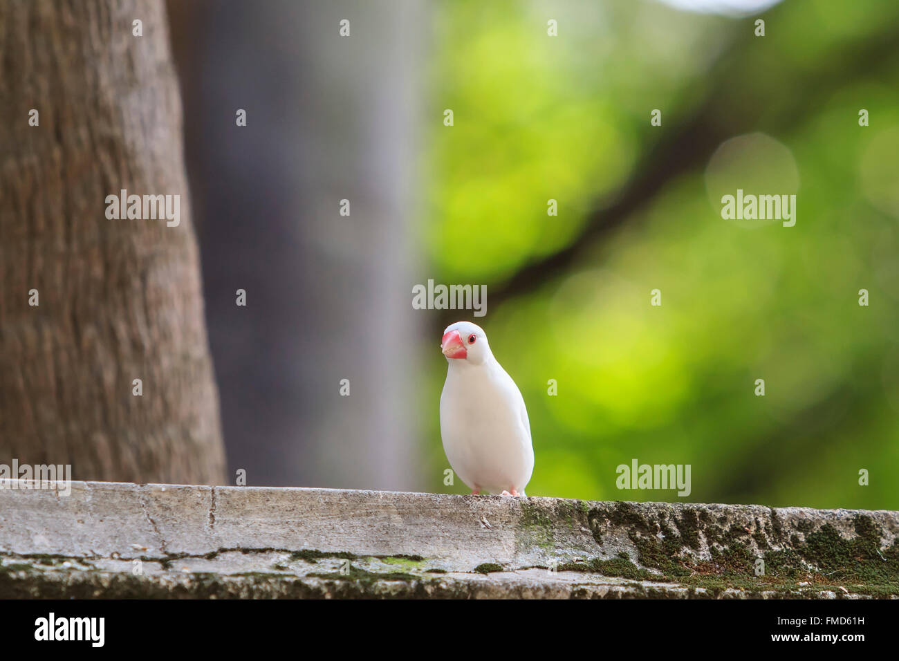 Di piccole dimensioni e di colore bianco Zebra Finch in piedi sul tetto, Taiwan Foto Stock