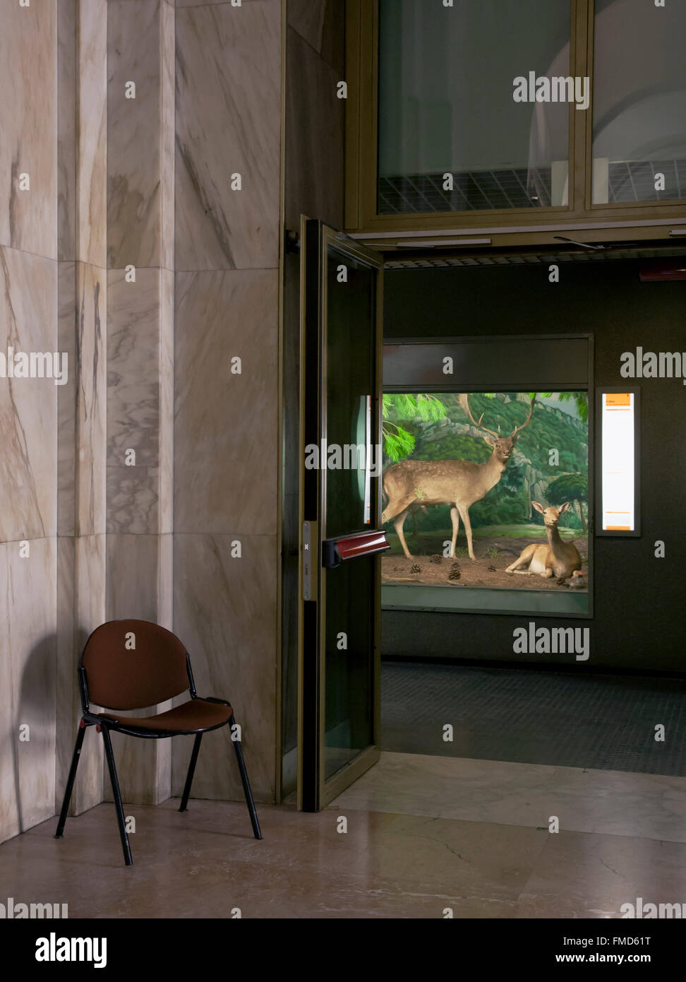 Storia naturale del museo, animali farciti in vetrina: cervi Foto Stock