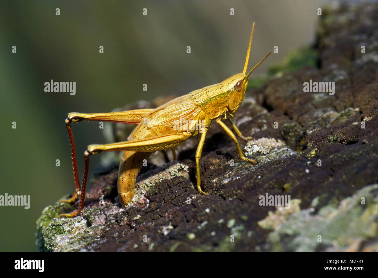 Grande Oro Grasshopper (Chrysochraon dispar) femmina ovipositing deposizione delle uova in staccionata in legno post Foto Stock