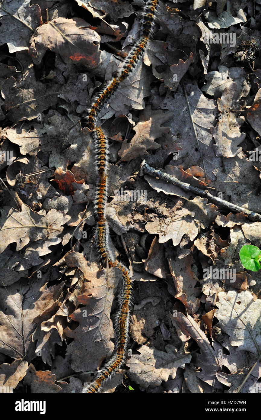 Pine processionary moth bruchi (Thaumetopoea pityocampa) a seguito di ogni altro in una lunga, in testa al corteo di coda Foto Stock