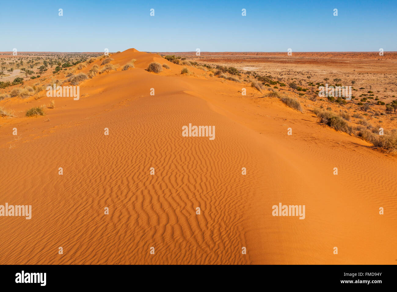 "Big Red', dune di sabbia sul bordo orientale del Simpson Desert, vicino Birdsville nel Central West Queensland, Australia. Foto Stock