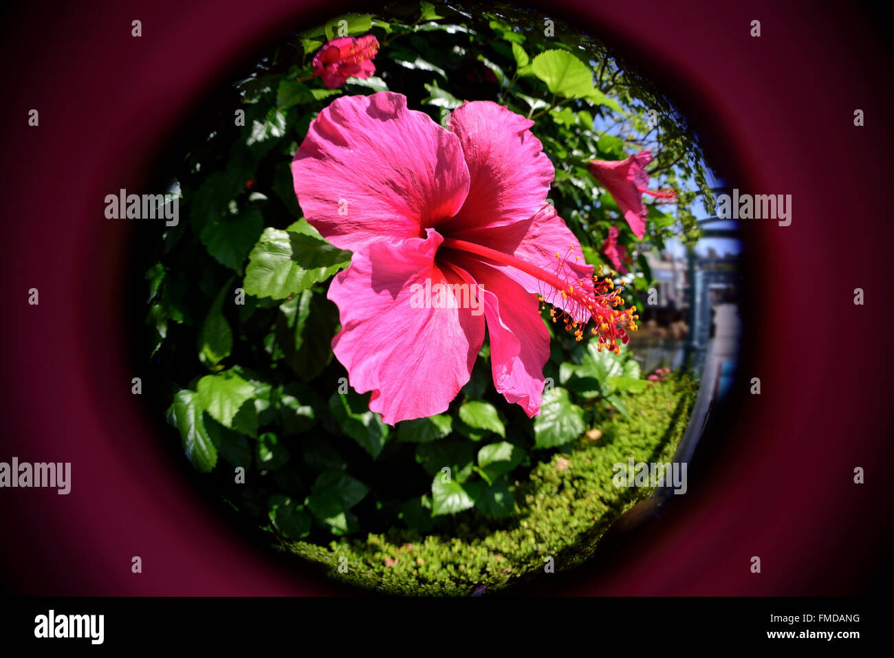 Vista ravvicinata con fish-eye di rosa fiori di ibisco. Foto Stock