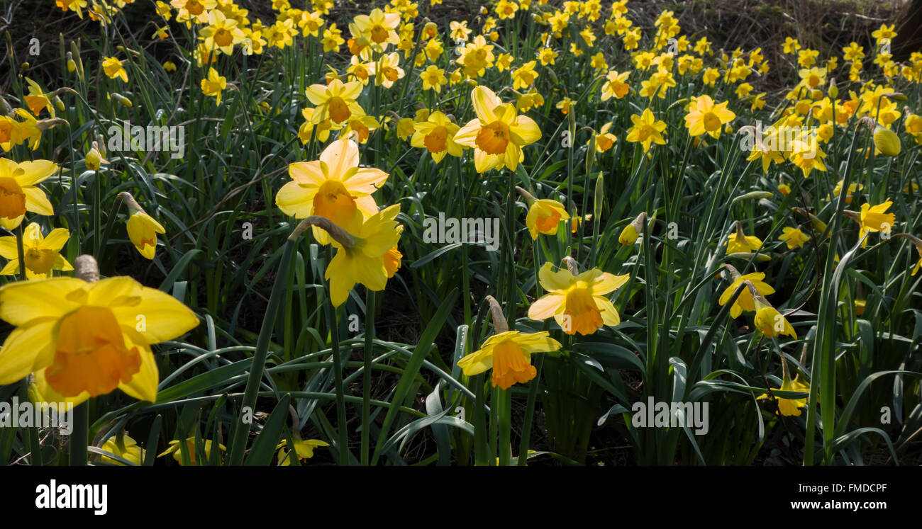 Yellow Daffodils piantato nel bosco fornendo un tappeto di colore in primavera. Foto Stock