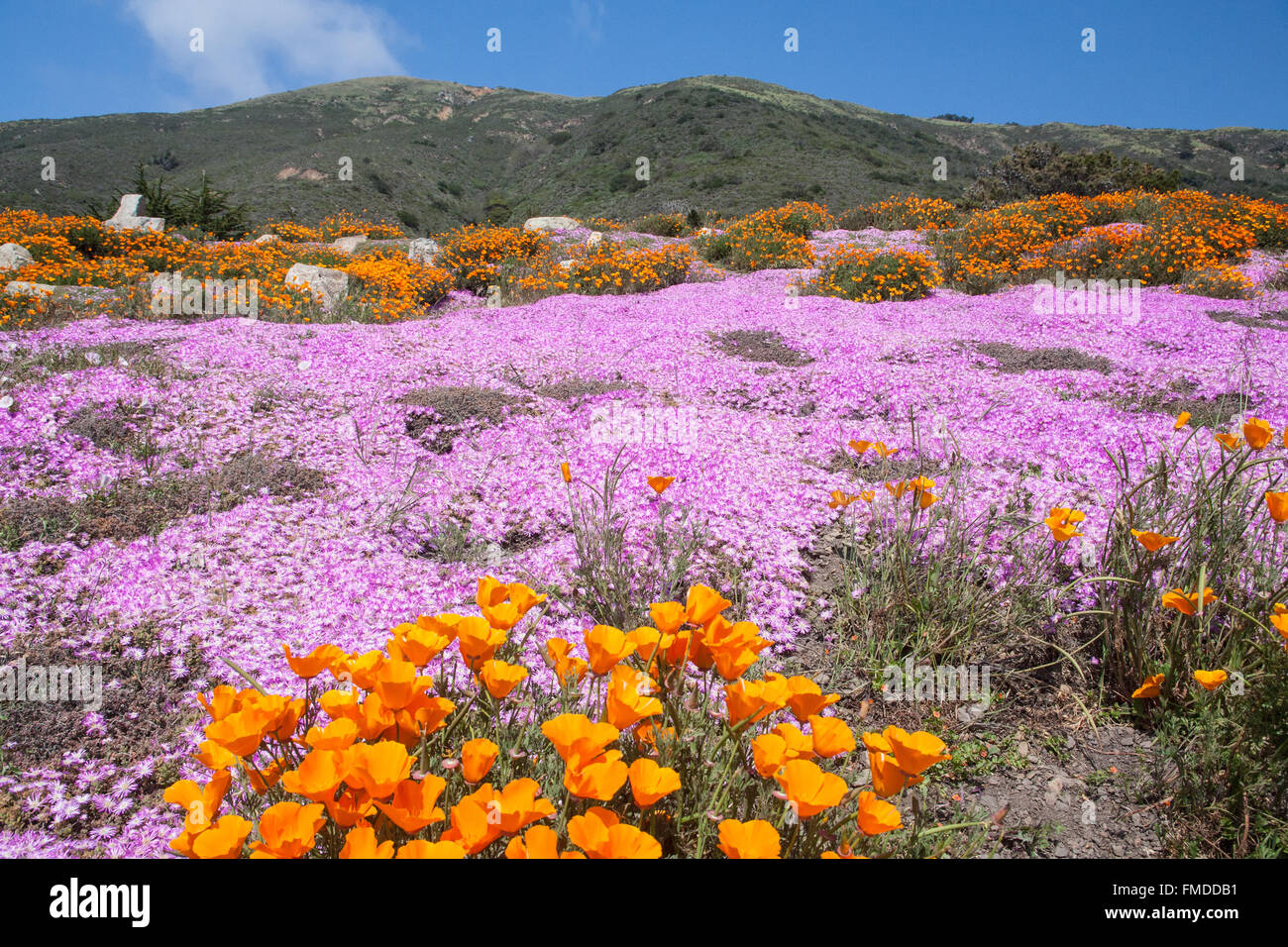 National Highway 101,Pacific Coast Highway,PCH, California, U.S.A.,Stati Uniti d'America, Foto Stock