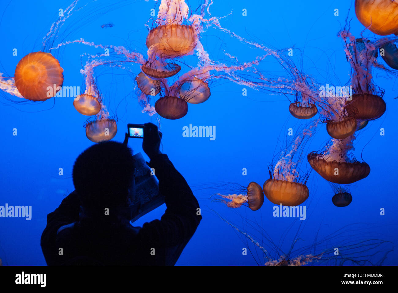 Visualizzazione,a fotografare le meduse a Monterey Bay Aquarium,California,U.S.A.,Stati Uniti d'America, Foto Stock