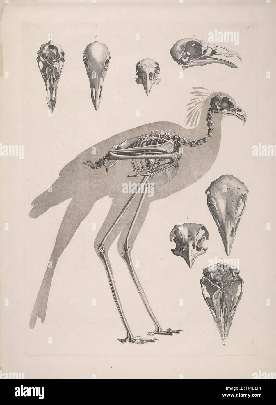 La piastra IV di "Die vergleichende Osteologie" presenta illustrazioni comparative di scheletri di animali, concentrandosi sull'anatomia e la struttura delle ossa di diverse specie. Foto Stock