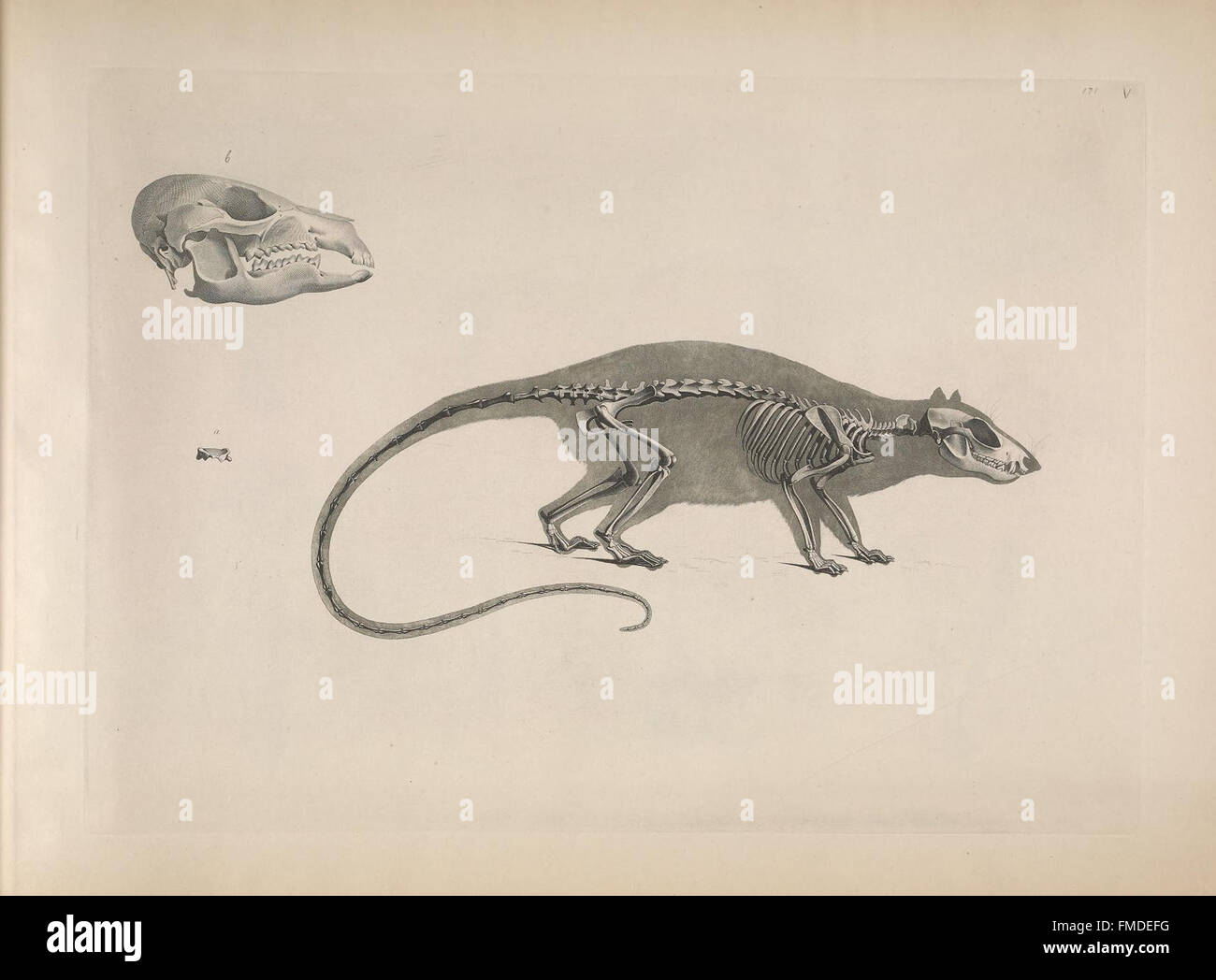 La placca V di "Die vergleichende Osteologie" presenta studi osteologici comparativi di varie specie animali, contribuendo allo studio delle strutture scheletriche e dell'anatomia animale. Foto Stock