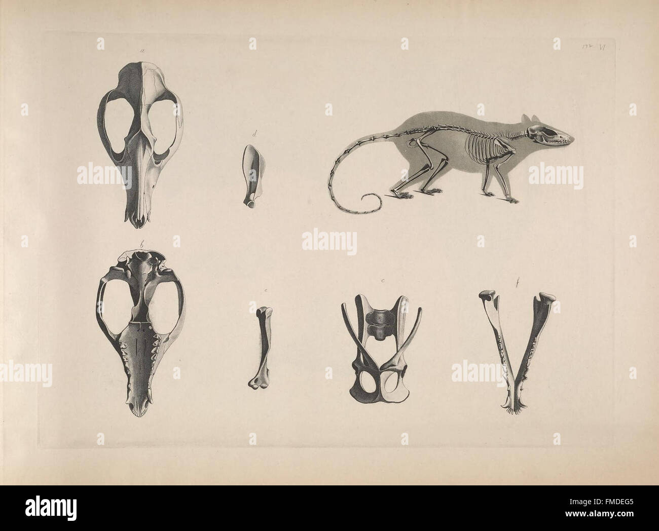 La piastra vi di "Die Vergleichende Osteologie" fornisce illustrazioni dettagliate dell'osteologia comparata, concentrandosi sulle strutture scheletriche di vari animali, contribuendo alla comprensione dell'anatomia animale e della biologia evolutiva. Foto Stock