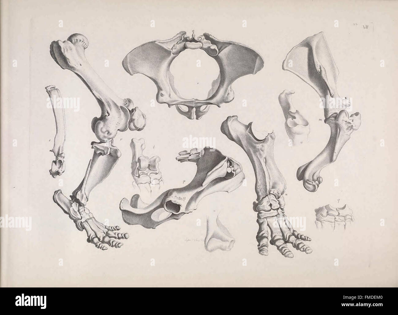 La placca VII "Die Vergleichende Osteologie" presenta illustrazioni comparative di scheletri di animali, concentrandosi sulle differenze strutturali e sulle somiglianze tra le specie. Questo lavoro contribuisce al campo dell'anatomia comparata e della biologia evolutiva. Foto Stock