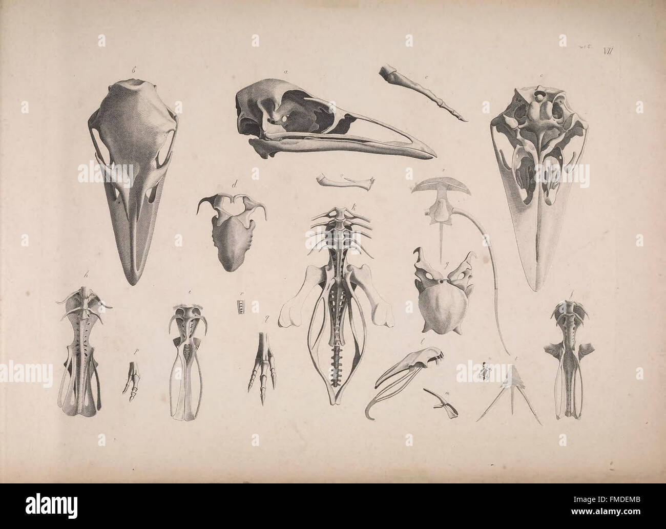 "Die vergleichende Osteologie" presenta uno studio comparativo sugli scheletri di animali, illustrando le strutture ossee di varie specie. La piastra VII si concentra sulle differenze scheletriche e sulle somiglianze tra i diversi gruppi di vertebrati. Foto Stock
