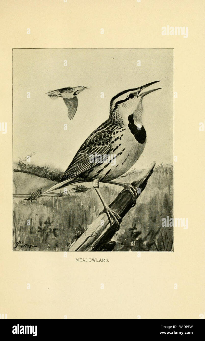Il piatto 27 di "Gray Lady and the Birds" raffigura una scena mistica con una figura femminile centrale circondata da uccelli, illustrando temi della natura, della femminilità e dell'armonia in una narrazione visiva. Foto Stock