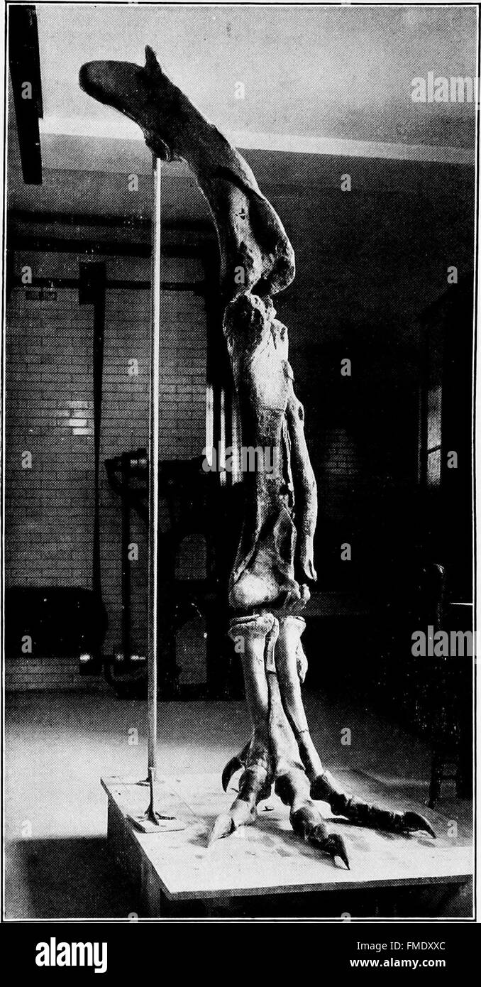 Questo lavoro racconta le avventure di un cacciatore di fossili nei calanchi del Red Deer River in Alberta, concentrandosi sui fossili di dinosauri, contribuendo alla ricerca paleontologica e allo studio della vita preistorica. Foto Stock