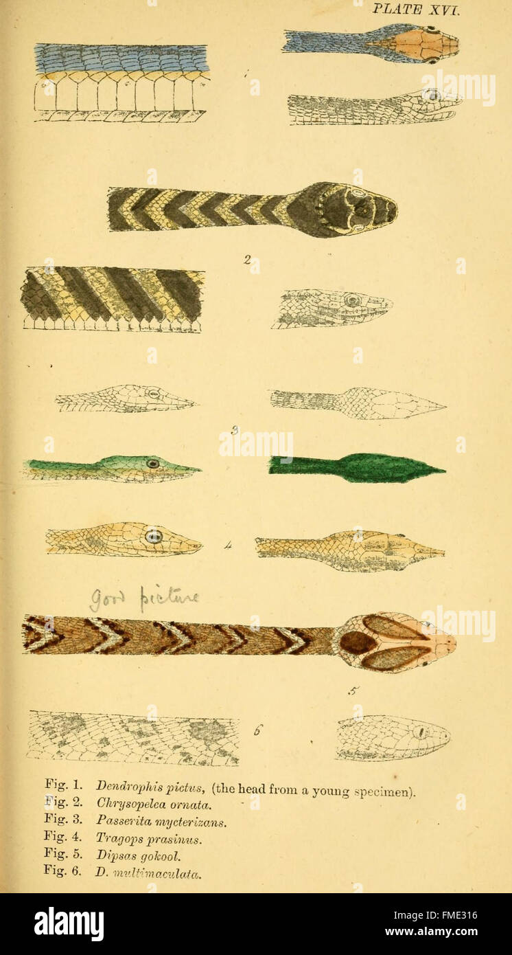 "Indian Snakes" (placca XVI) mostra varie specie di serpenti nativi dell'India. Questo lavoro presenta le loro caratteristiche fisiche, i loro comportamenti e le loro preferenze di habitat, contribuendo allo studio della variegata fauna dei rettili dell'India. Foto Stock