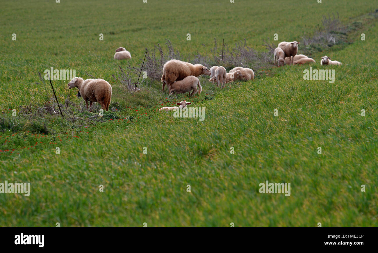 Agnelli a piedi in un campo verde. Foto Stock
