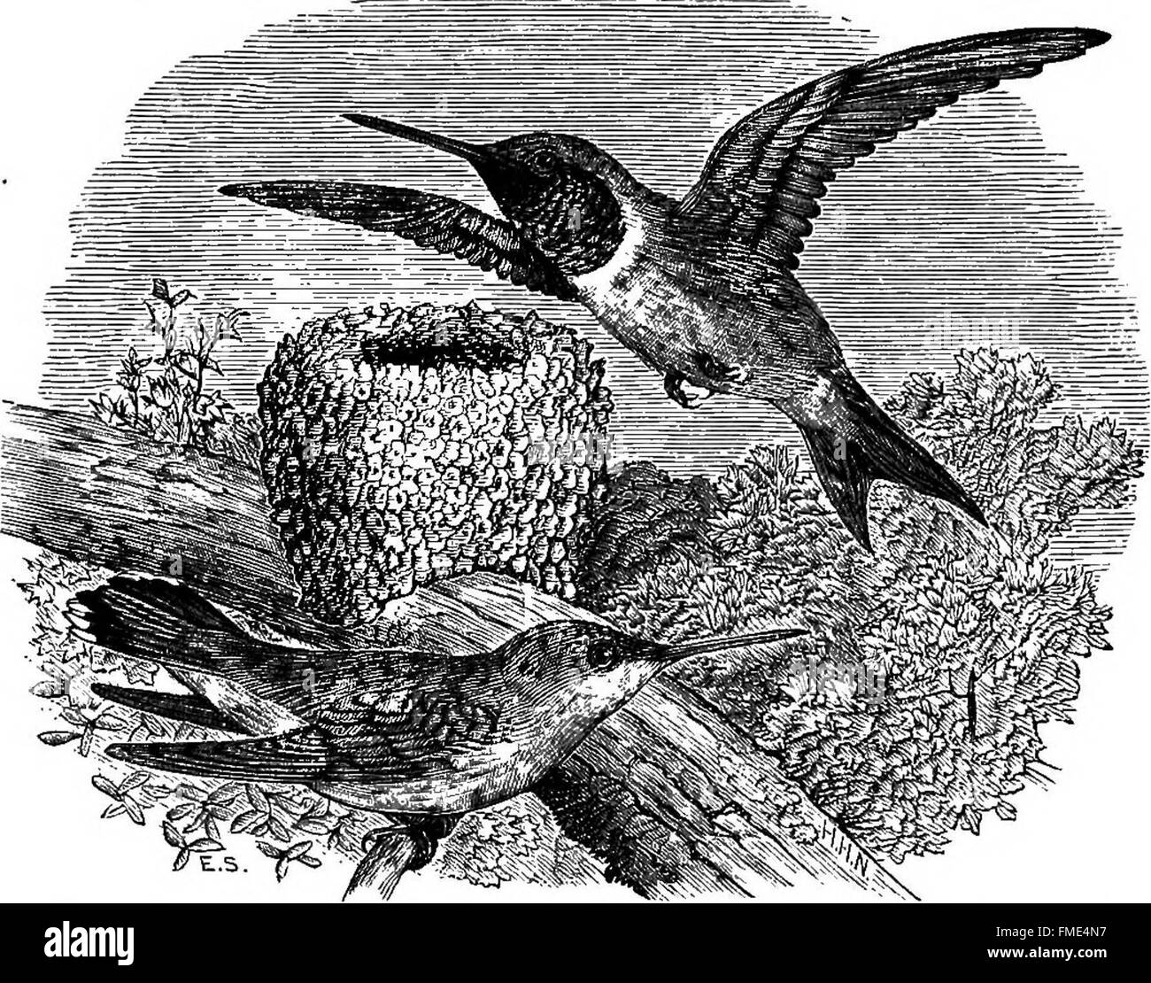 Questa chiave per gli uccelli nordamericani fornisce un resoconto conciso di tutte le specie di uccelli viventi e fossili presenti nel continente a nord del confine messicano e statunitense, offrendo informazioni critiche per ornitologi e birdwatcher. Foto Stock