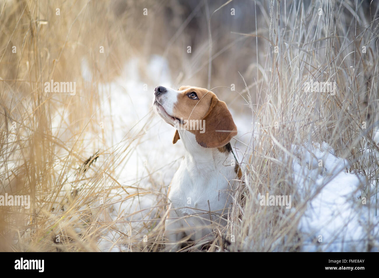Bellissimo cane Beagle inverno ritratto Foto Stock