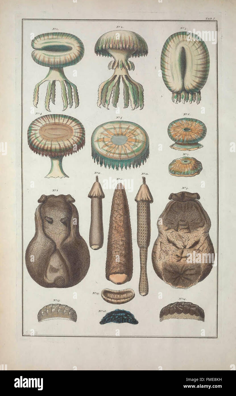 Locupletissimi rerum naturalium thesauri accurata descriptio, TAB. I, è un primo lavoro che fornisce una descrizione dettagliata degli oggetti di storia naturale, illustrati con belle incisioni. Copre una vasta gamma di argomenti nella storia fisica, tra cui minerali, piante e animali. Foto Stock Locupletissimi rerum naturalium thesauri accurata descriptio, TAB. I, è un primo lavoro che fornisce una descrizione dettagliata degli oggetti di storia naturale, illustrati con belle incisioni. Copre una vasta gamma di argomenti nella storia fisica, tra cui minerali, piante e animali. Foto Stock