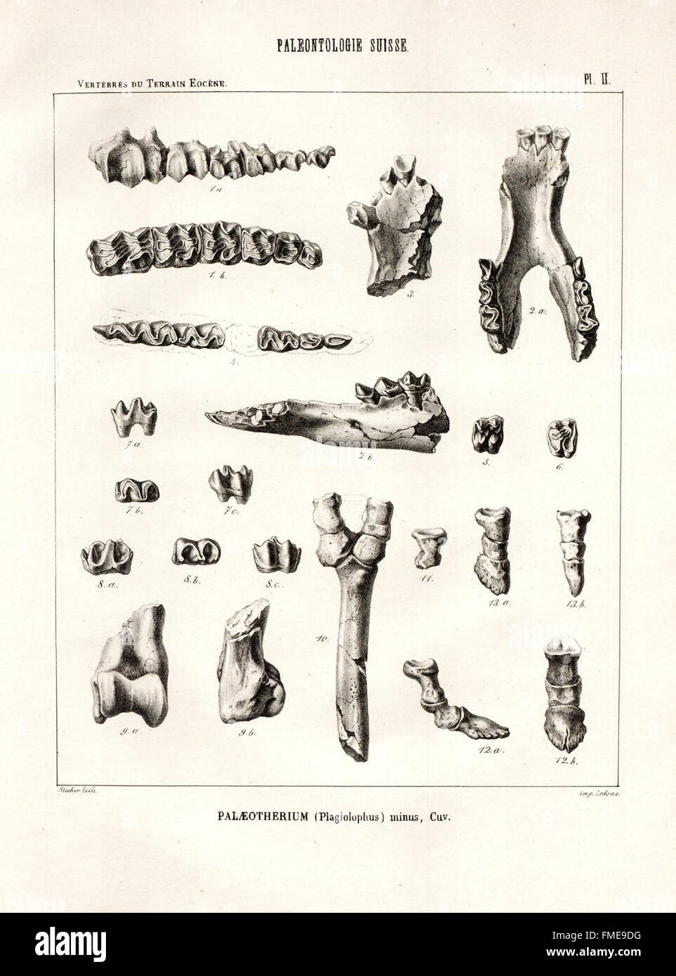 Questo lavoro si concentra sui fossili di vertebrati trovati nel terreno siderolitico della regione di Vaud, con la placca II raffigurante esemplari chiave della fauna eocenica. Foto Stock