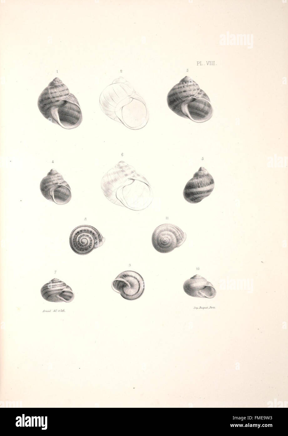 Malacologie de l'AlgC3A9rie, ou Histoire Naturelle des animaux mollusques terrestres et fluviatilesrecueillis jusqu'C3A0 ce jour dans nos possedimenti du nord de l'Afrique (PL. VIII) Foto Stock