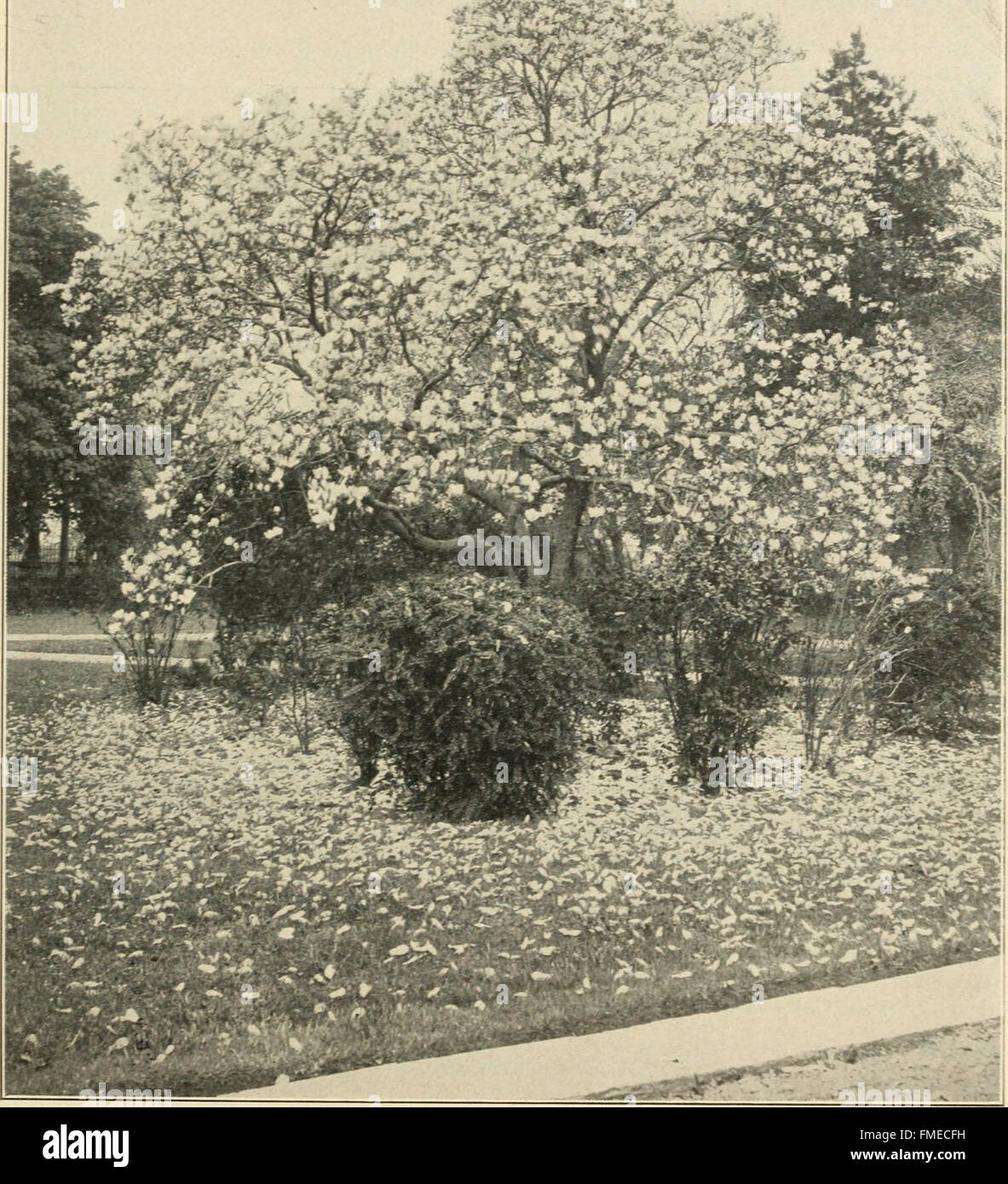 Un catalogo generale del 1909 di Mount Hope Nurseries, che mostra una varietà di piante disponibili per la coltivazione. Foto Stock