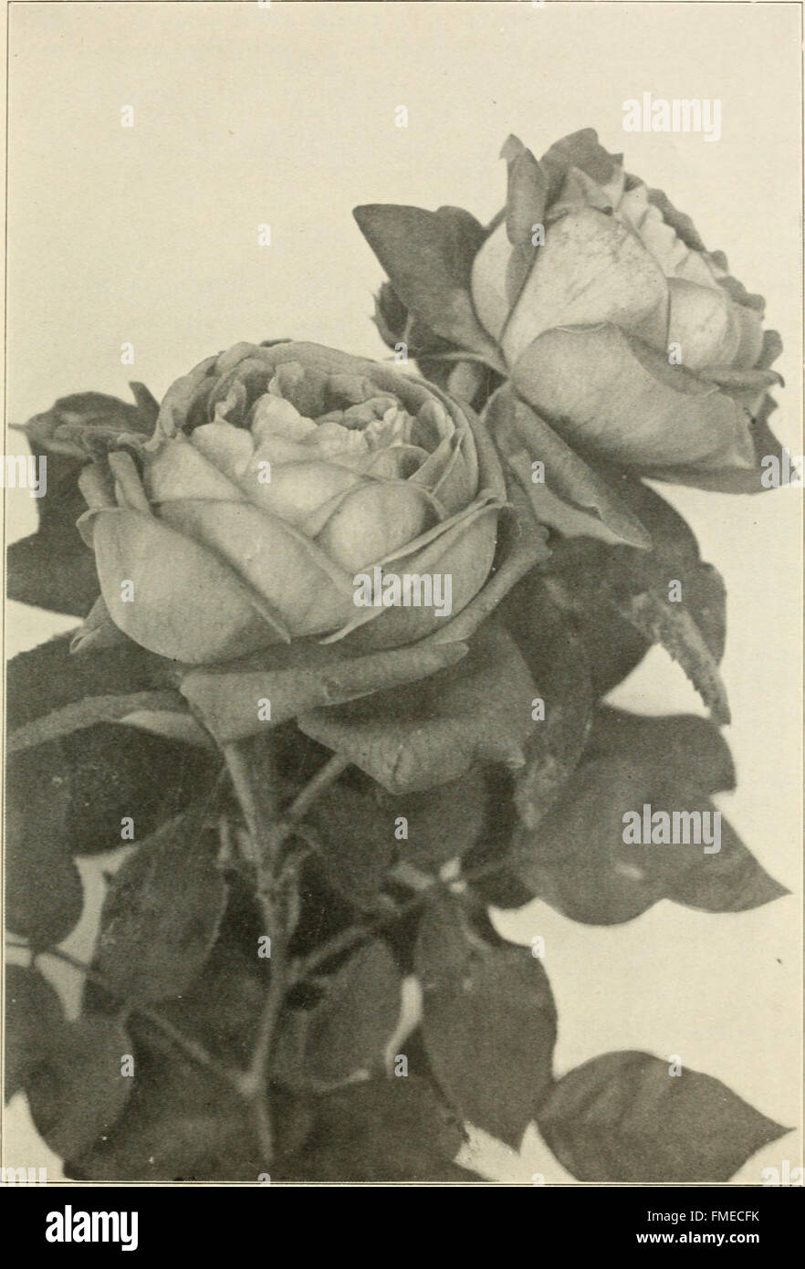 Il catalogo generale del 1909 del Mount Hope Nurseries espone una varietà di piante e prodotti orticoli, riflettendo l'offerta del vivaio sin dalla sua istituzione nel 1840. Foto Stock