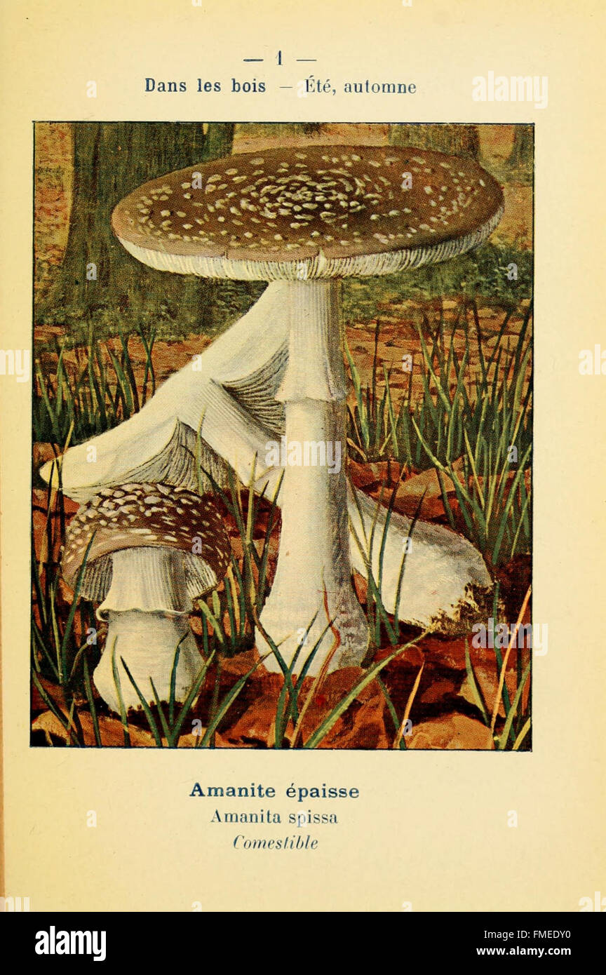 Nouvel Atlas de poche des champignon comestibles et vC3A9nC3A9neux (Pl. 1) Foto Stock