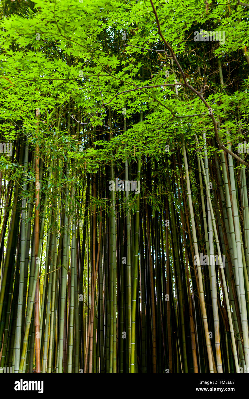 Grande gruppo di steli di bambù in un insieme di strutture o in un boschetto di alberi. Foto Stock