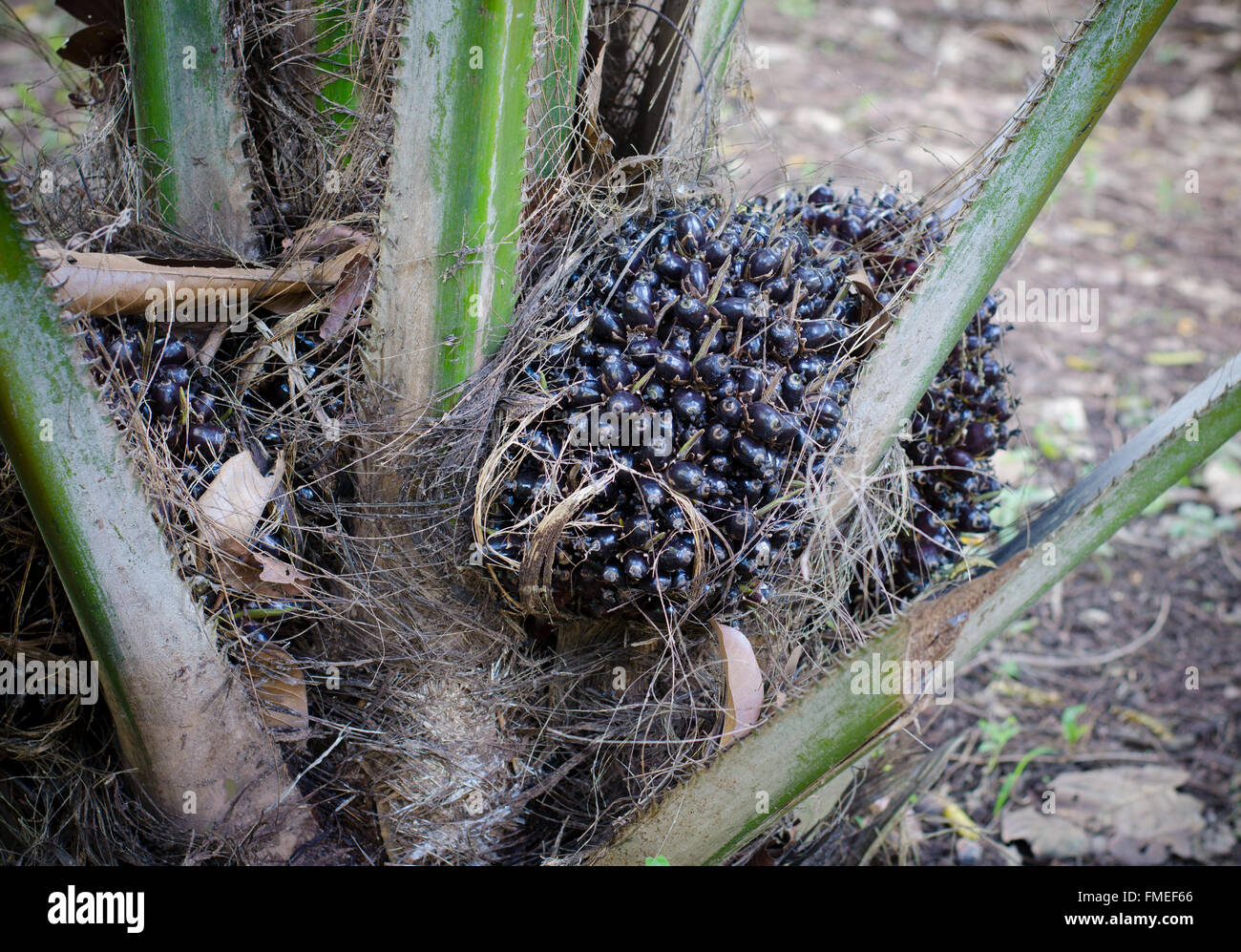 Palm frutta crescendo su albero tropicale di impianto per la produzione di biodiesel Foto Stock