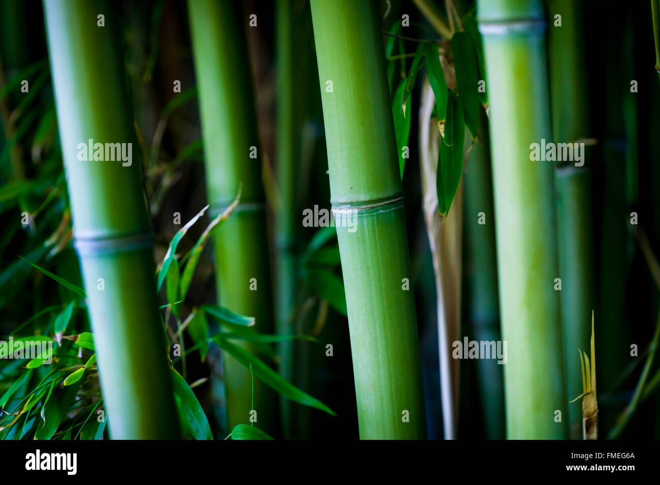 Vista ingrandita dei culmi in un insieme di strutture o in un boschetto di alberi di bambù. Foto Stock