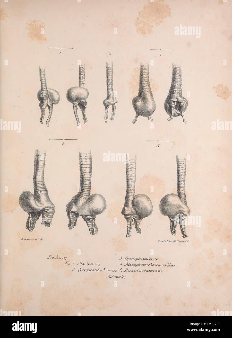 Questo lavoro, *Osteologia avium*, fornisce uno studio dettagliato della struttura scheletrica degli uccelli, offrendo preziose informazioni sui loro adattamenti anatomici per il volo e altri comportamenti. Si concentra sull'osteologia comparata delle specie di uccelli. Foto Stock