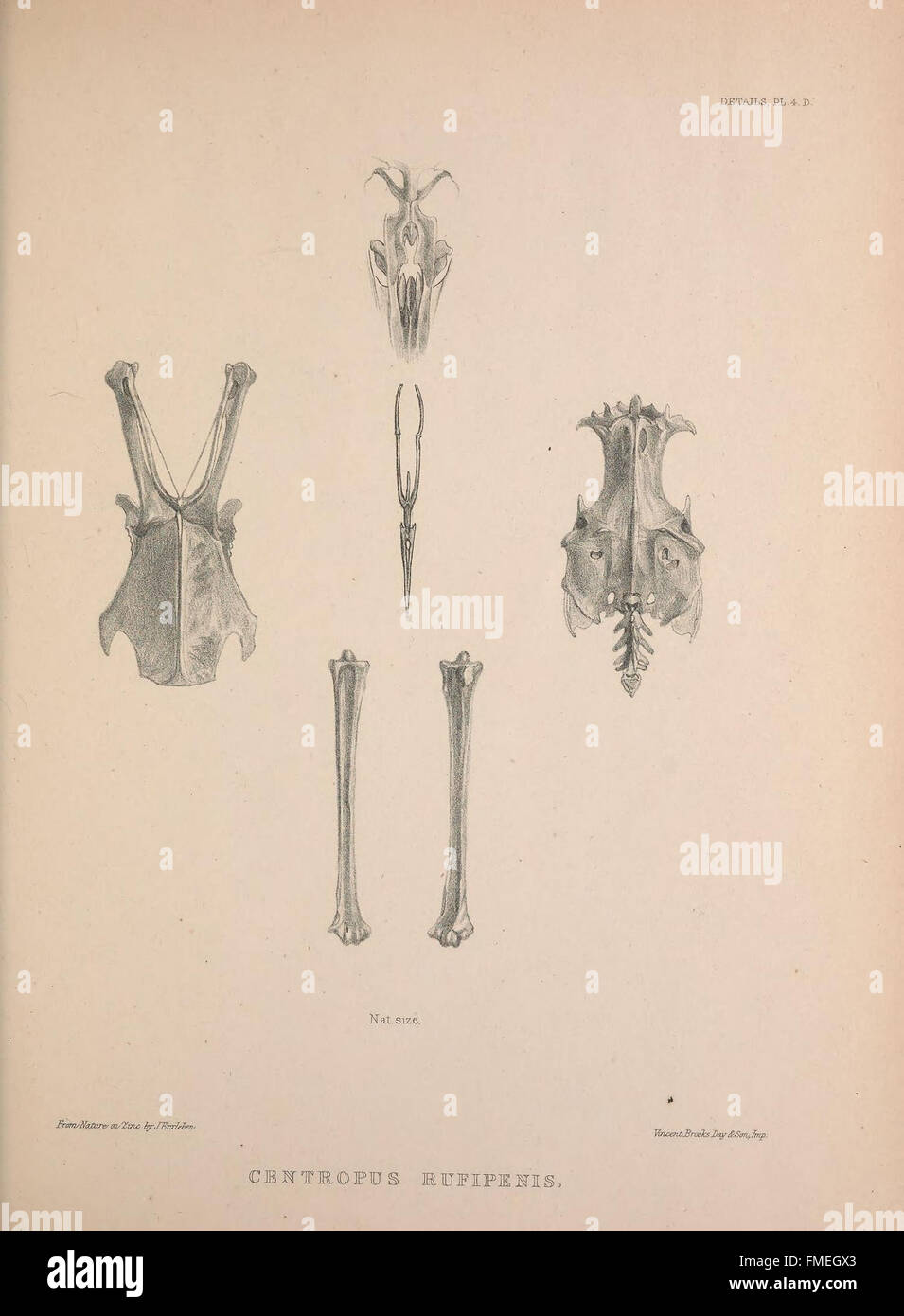 "Osteologia Avium" si concentra sull'osteologia degli uccelli, fornendo un esame dettagliato della struttura scheletrica degli uccelli. Questa piastra (4.D) illustra le caratteristiche principali dell'anatomia aviaria, importante per comprendere la fisiologia e l'evoluzione degli uccelli. Foto Stock