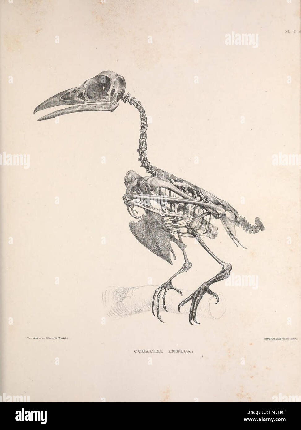 *Osteologia avium* fornisce uno studio approfondito della struttura scheletrica degli uccelli, con dettagli sulle varie ossa aviarie e le loro caratteristiche uniche. Questo lavoro è essenziale per comprendere l'anatomia degli uccelli e ha importanti implicazioni per la biologia degli uccelli e gli studi evolutivi. Foto Stock