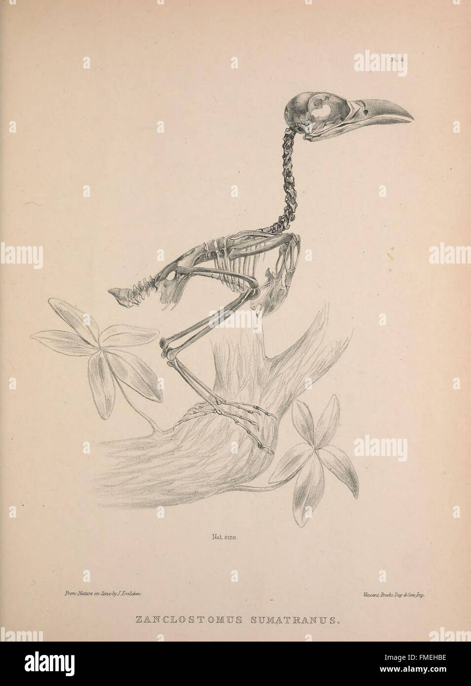 Questo piatto di "Osteologia avium" offre illustrazioni dettagliate degli scheletri di uccelli, migliorando lo studio dell'osteologia aviaria e dell'anatomia comparata. Foto Stock