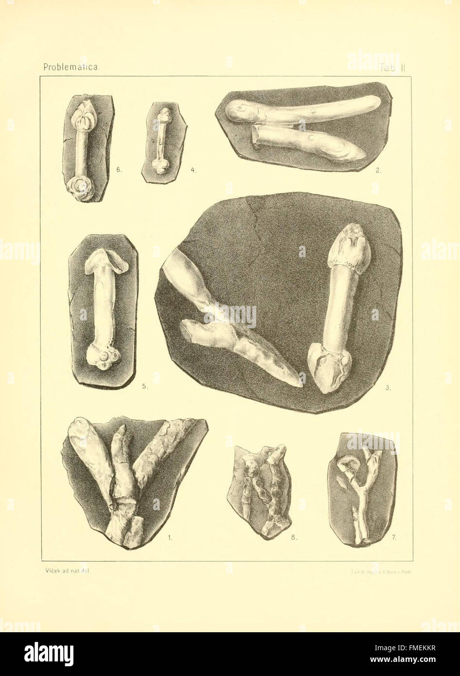 La lastra 2 di "Problematica silurica" illustra le specie fossili di Siluriano difficili da classificare, evidenziandone il significato nello studio dell'antica vita marina durante il periodo Siluriano. Foto Stock
