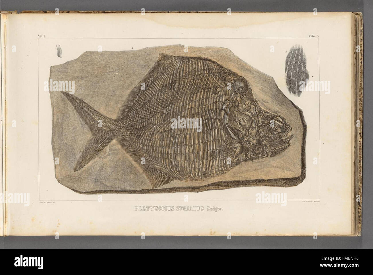 "Recherches sur les poissons fossiles" (studi sui pesci fossili) presenta illustrazioni e descrizioni dettagliate delle specie ittiche antiche, concentrandosi sulla loro struttura scheletrica e classificazione. Foto Stock