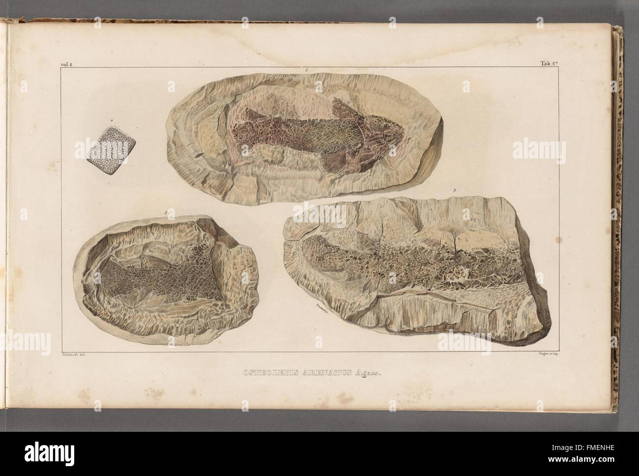 Scheda. 2.d. Da "Recherches sur les poissons fossiles" sono raffigurate specie di pesci fossili, contribuendo allo studio della paleontologia esaminando i reperti fossili di pesci antichi. Foto Stock