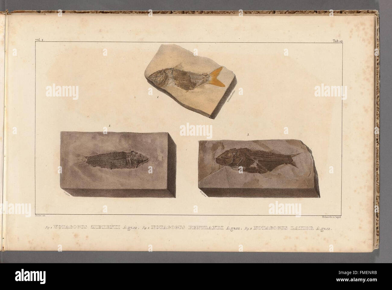 Questo piatto di "Recherches sur les poissons fossiles" illustra le specie di pesci fossili, offrendo informazioni sulla loro anatomia e storia evolutiva, contribuendo allo studio della vita acquatica preistorica. Foto Stock