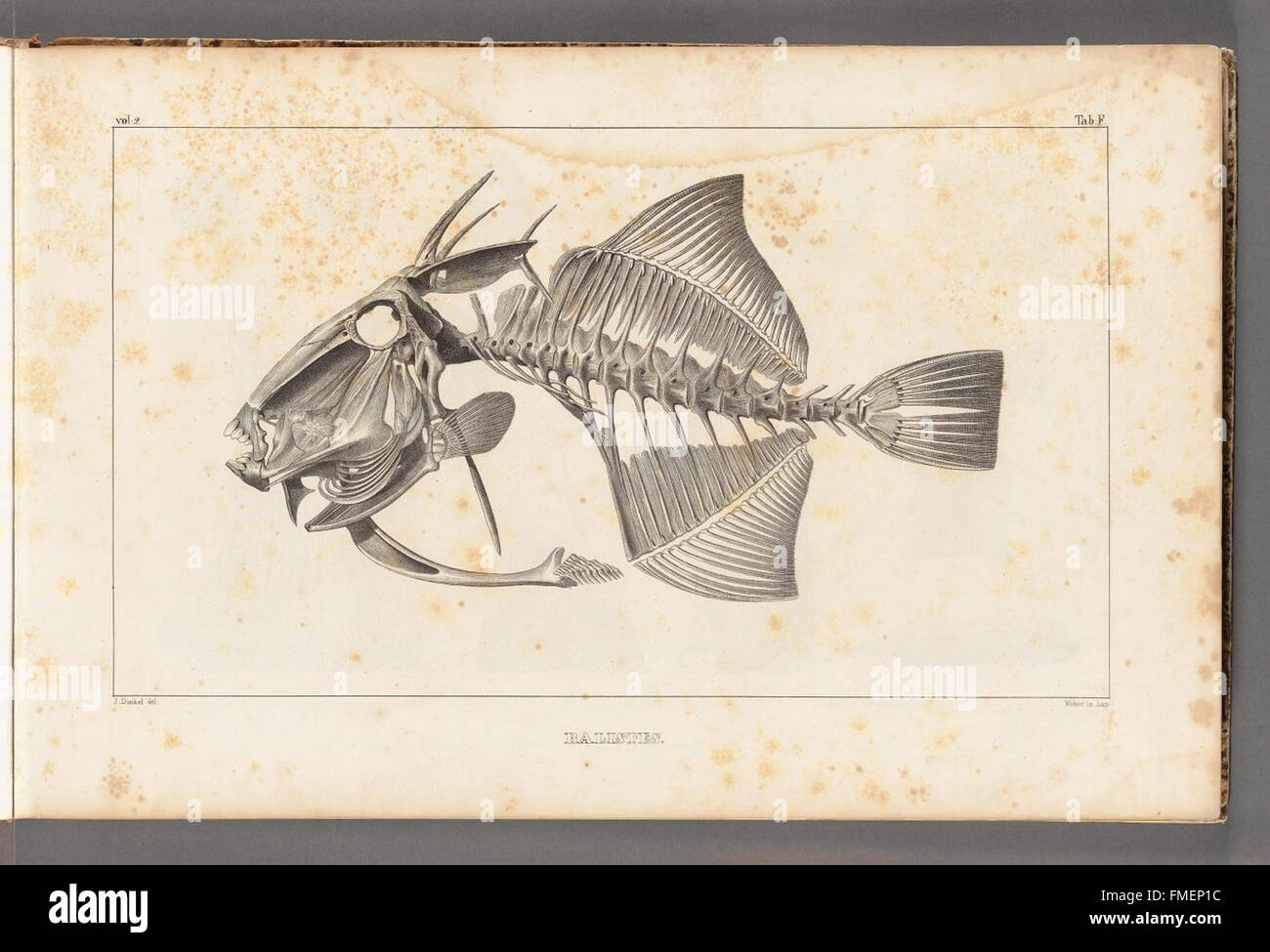Questa illustrazione tratta da "Recherches sur les poissons fossiles" presenta specie di pesci fossili, che offrono informazioni sulle forme di vita acquatica preistorica e sul loro significato evolutivo. Foto Stock