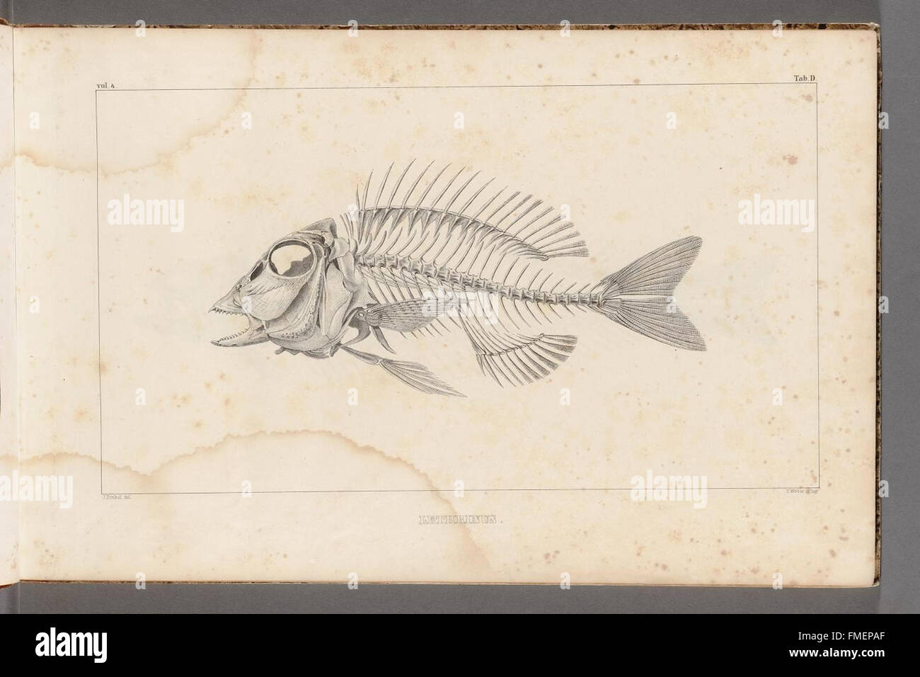 La scheda D di "ricerca sui pesci fossili" presenta illustrazioni dettagliate e descrizioni di varie specie di pesci fossili, contribuendo alla comprensione della vita acquatica preistorica e dei modelli evolutivi. Foto Stock