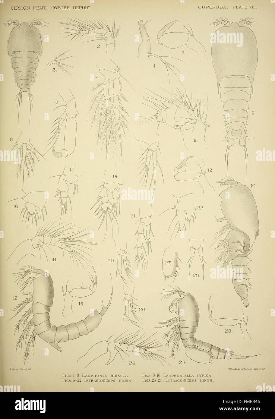 La placca VIII di questo rapporto documenta la specie Copepoda raccolta dal professor Herdman durante la sua spedizione del 1902 a Ceylon (Sri Lanka), contribuendo allo studio dello zooplancton marino e di acqua dolce. Foto Stock