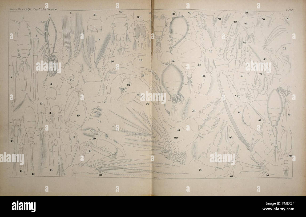 La targa 48 di "Systematik und Faunistik der Pelagischen Copepoden" presenta illustrazioni dei copepodi provenienti dal Golfo di Napoli e dalle aree marine circostanti, contribuendo allo studio dello zooplancton marino e del loro ruolo negli ecosistemi oceanici. Foto Stock